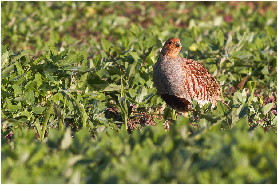 Koroptev polní ( Perdix perdix )