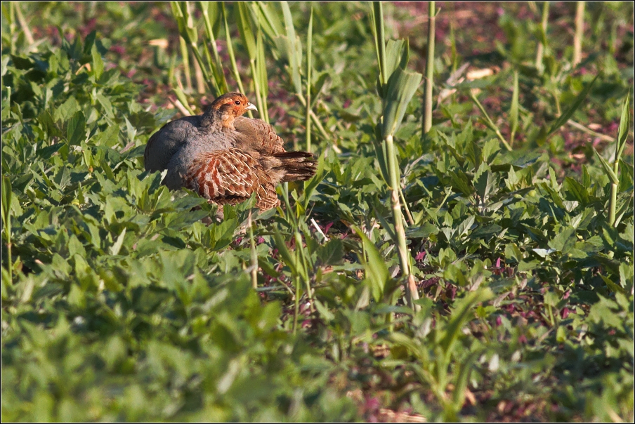 Koroptev polní ( Perdix perdix )