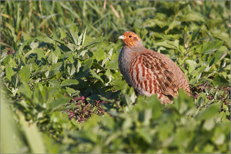 Koroptev polní ( Perdix perdix )