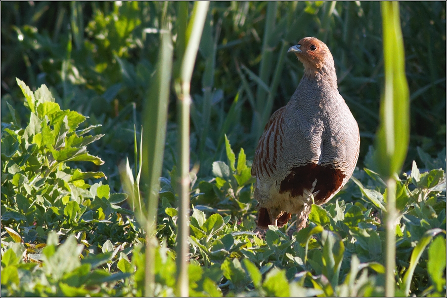 Koroptev polní ( Perdix perdix )