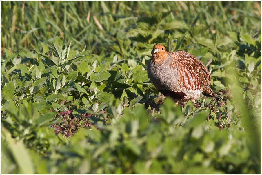 Koroptev polní ( Perdix perdix )