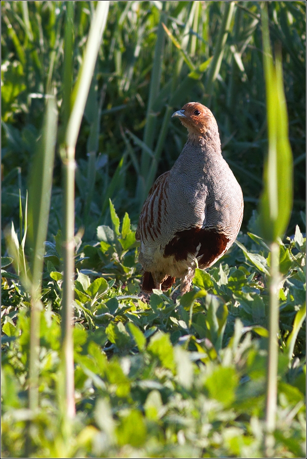 Koroptev polní ( Perdix perdix )