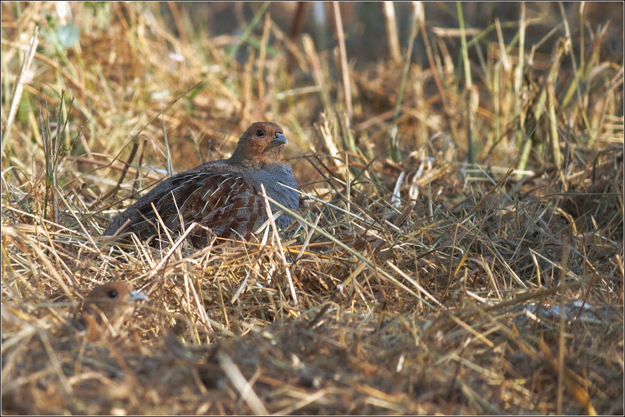 Koroptev polní ( Perdix perdix )