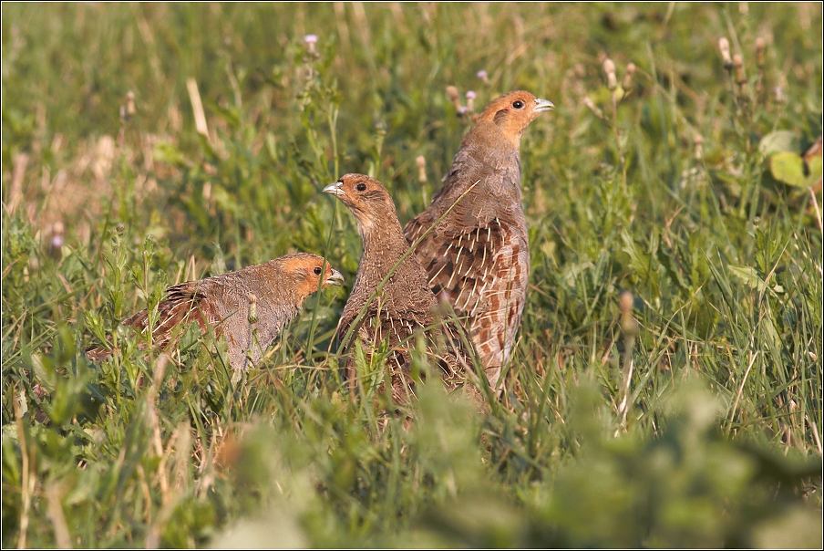 Koroptev polní ( Perdix perdix )