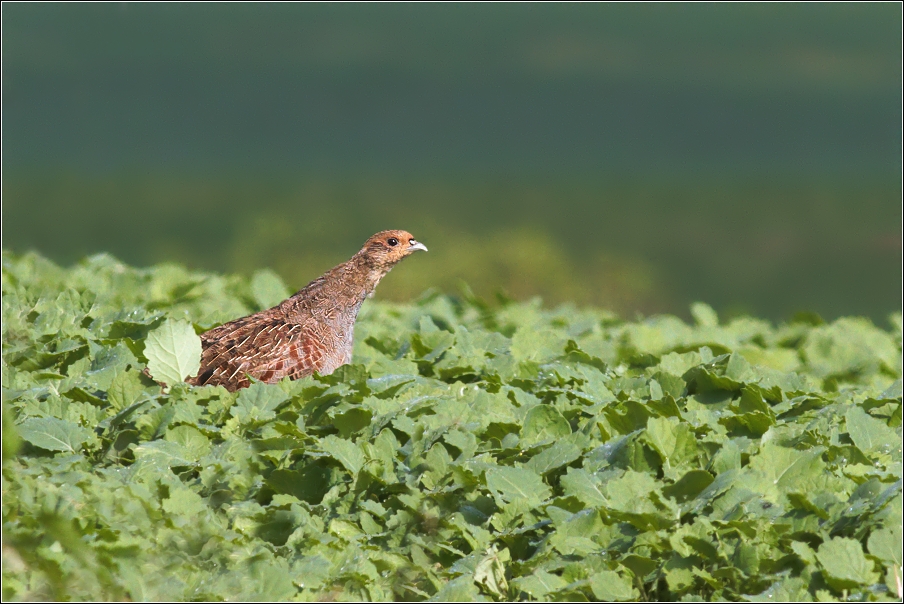 Koroptev polní ( Perdix perdix )