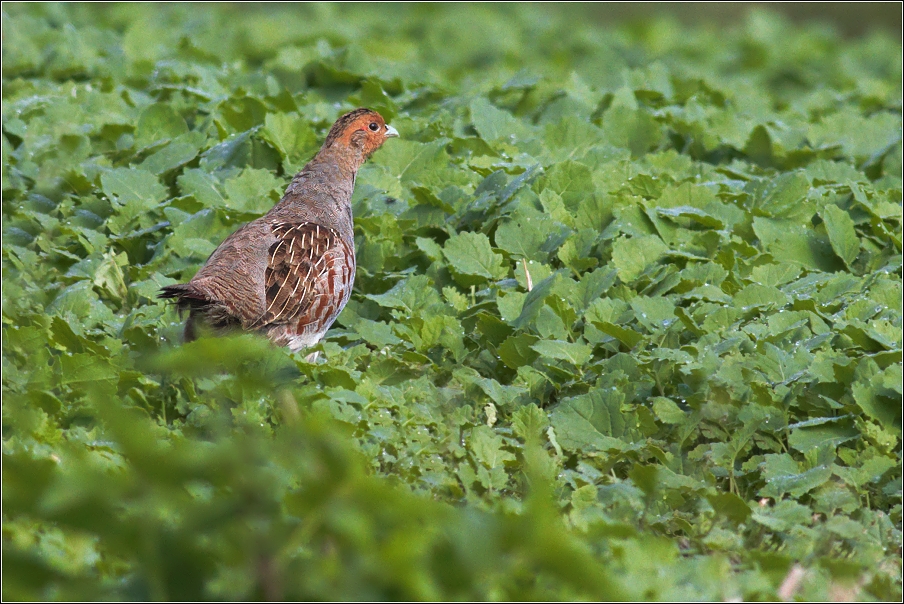 Koroptev polní ( Perdix perdix )