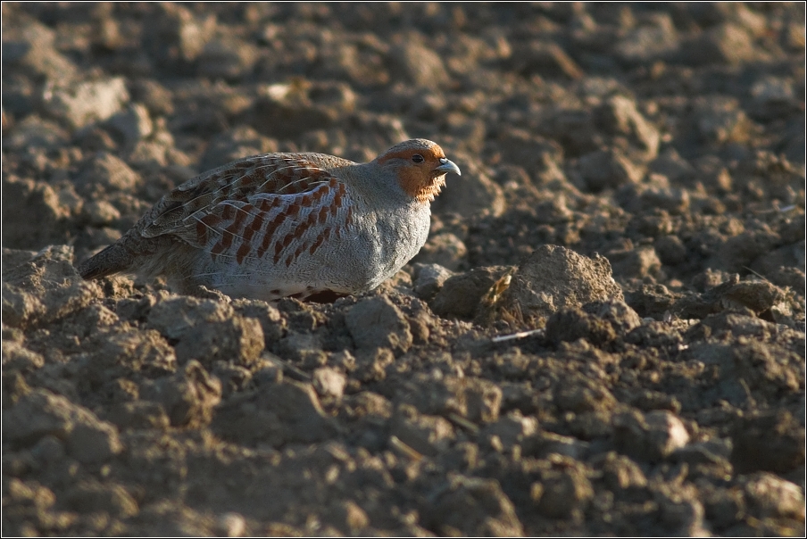 Koroptev polní ( Perdix perdix )