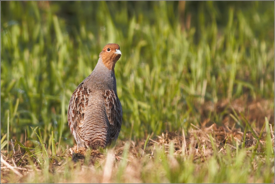 Koroptev polní ( Perdix perdix )