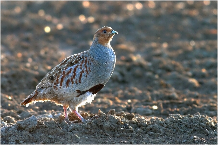 Koroptev polní ( Perdix perdix )