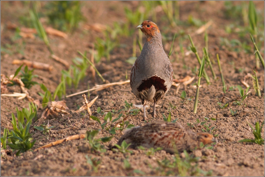 Koroptev polní ( Perdix perdix )