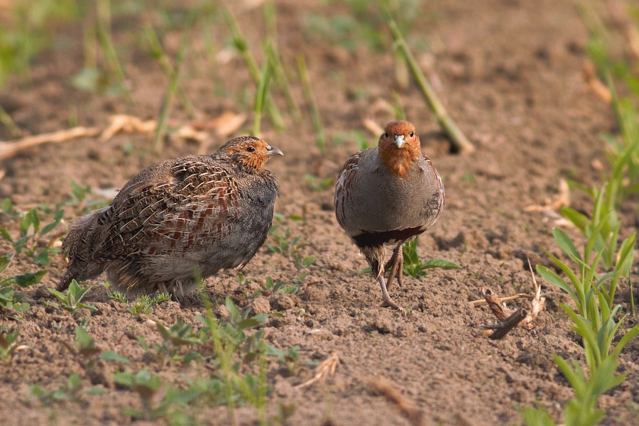 Koroptev polní ( Perdix perdix )