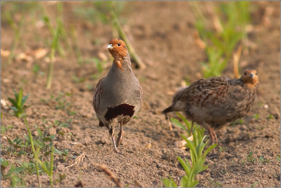 Koroptev polní ( Perdix perdix )