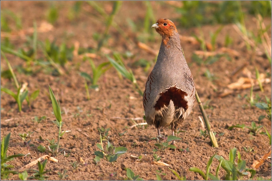 Koroptev polní ( Perdix perdix )