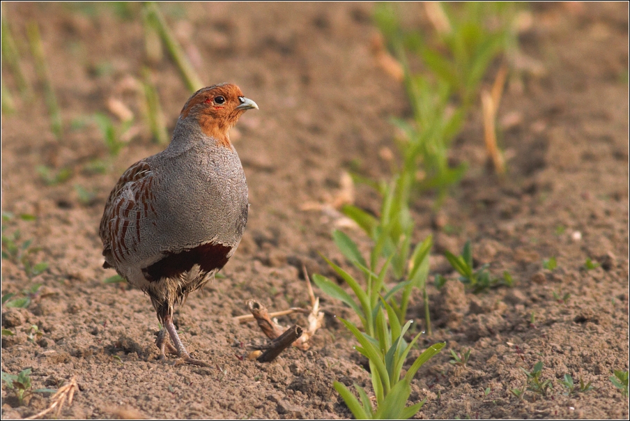 Koroptev polní ( Perdix perdix )