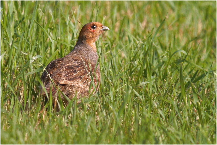 Koroptev polní ( Perdix perdix )