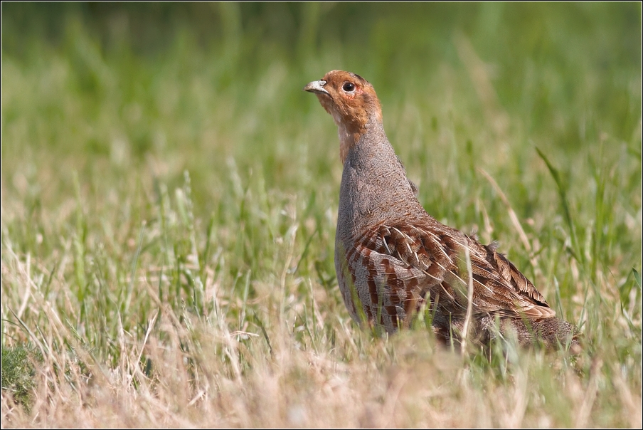 Koroptev polní ( Perdix perdix )