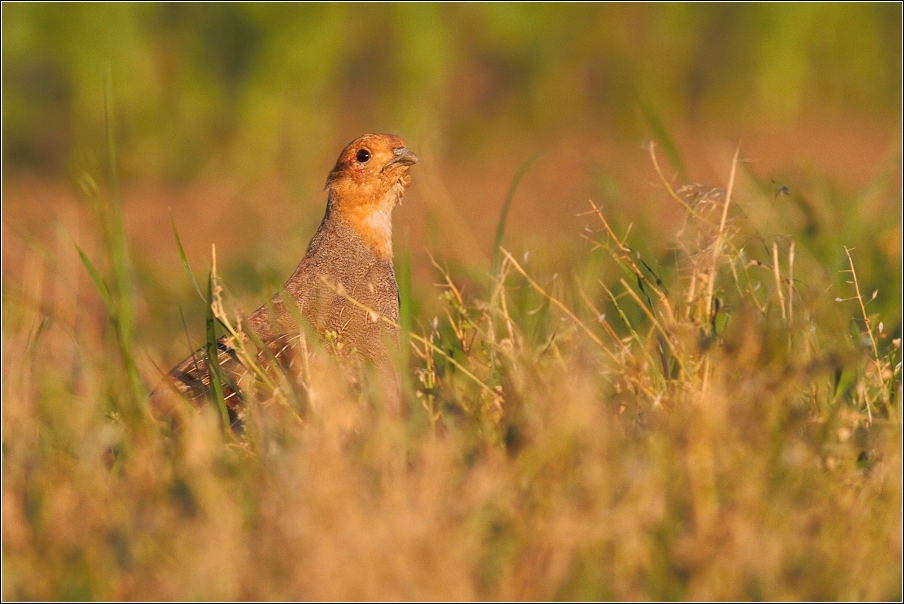 Koroptev polní ( Perdix perdix )