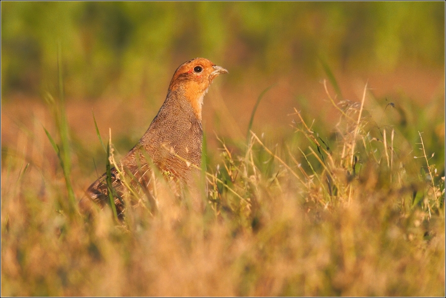 Koroptev polní ( Perdix perdix )