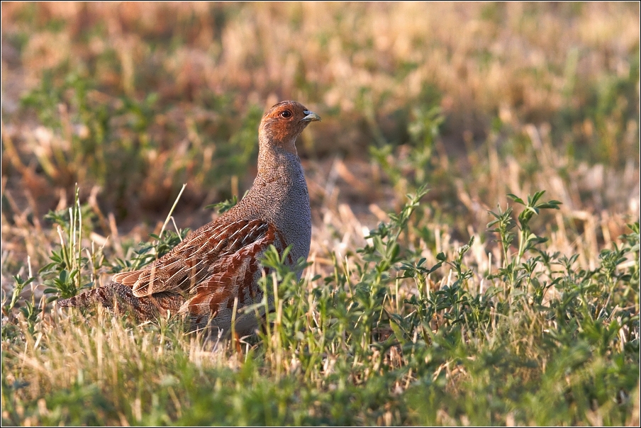 Koroptev polní ( Perdix perdix )