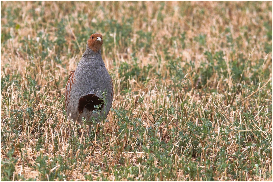 Koroptev polní ( Perdix perdix )