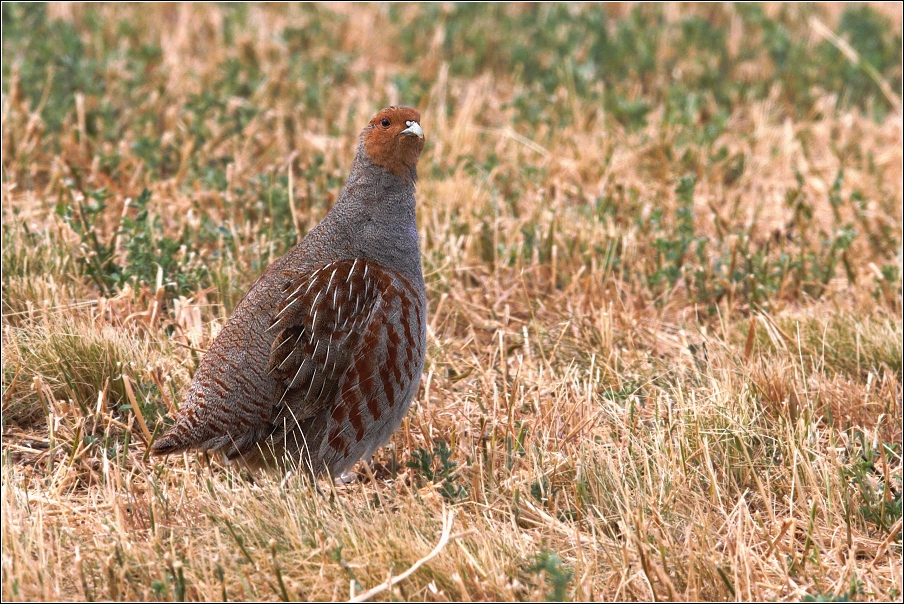 Koroptev polní ( Perdix perdix )