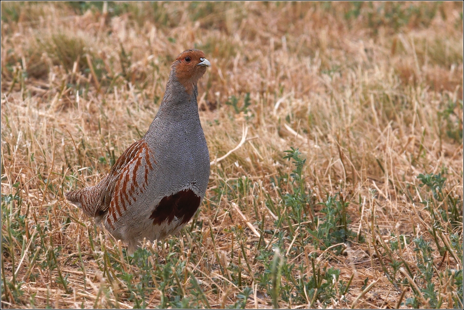 Koroptev polní ( Perdix perdix )