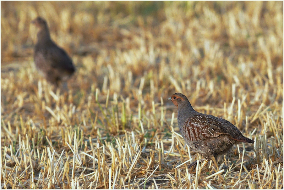 Koroptev polní  ( Perdix perdix )