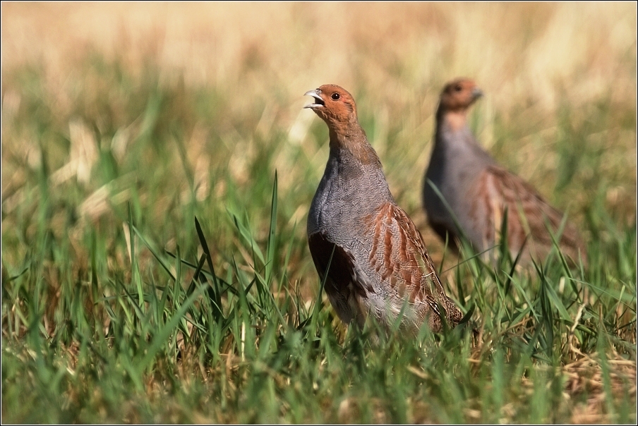 Koroptev polní  ( Perdix perdix )