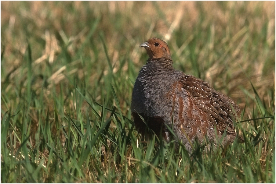 Koroptev polní  ( Perdix perdix )