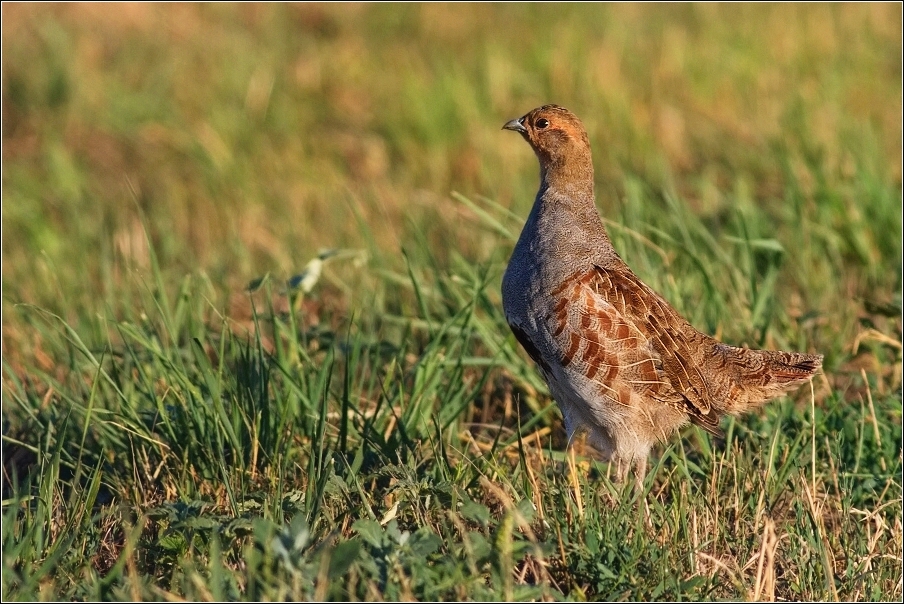 Koroptev polní  ( Perdix perdix )