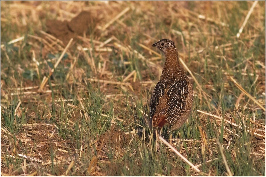 Koroptev polní  ( Perdix perdix )