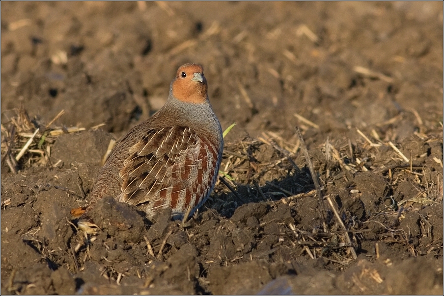 Koroptev polní  ( Perdix perdix )