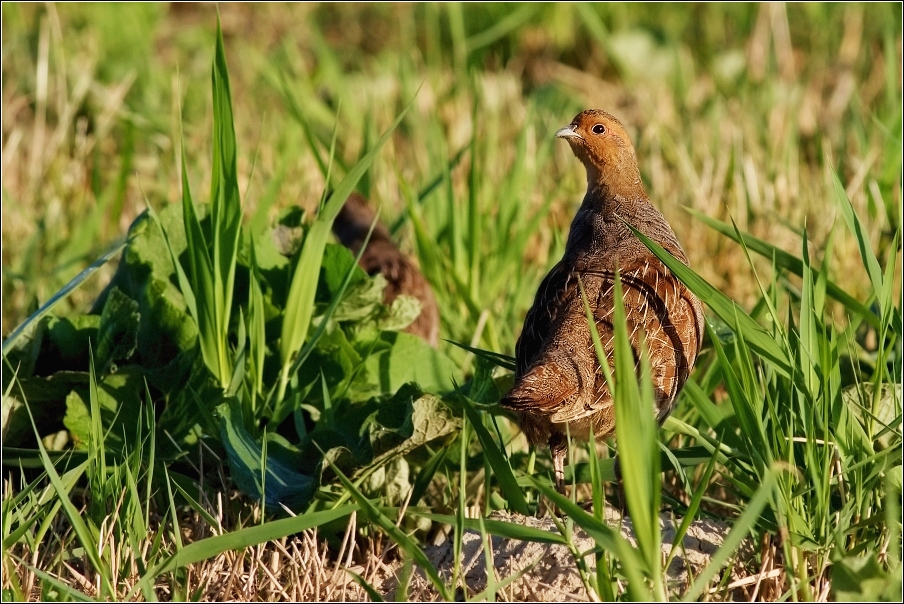 Koroptev polní  ( Perdix perdix )