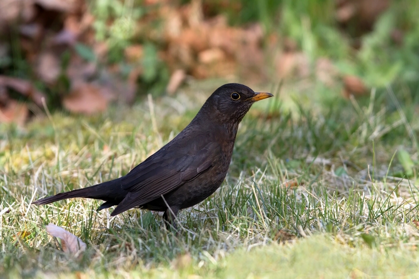 Kos černý  ( Turdus merula )