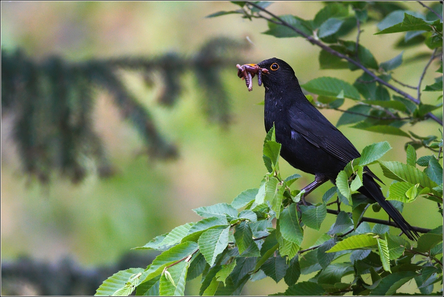 Kos černý  ( Turdus merula )