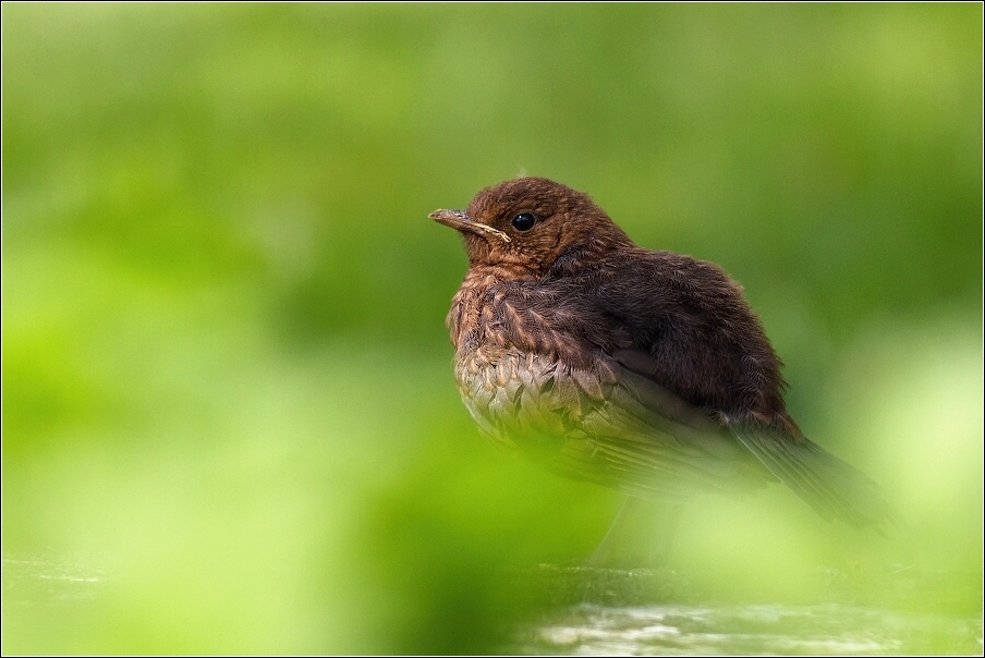 Kos černý  ( Turdus merula )