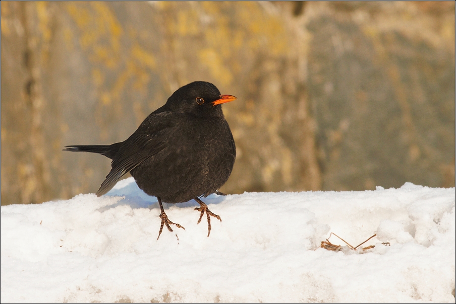 Kos černý  ( Turdus merura )