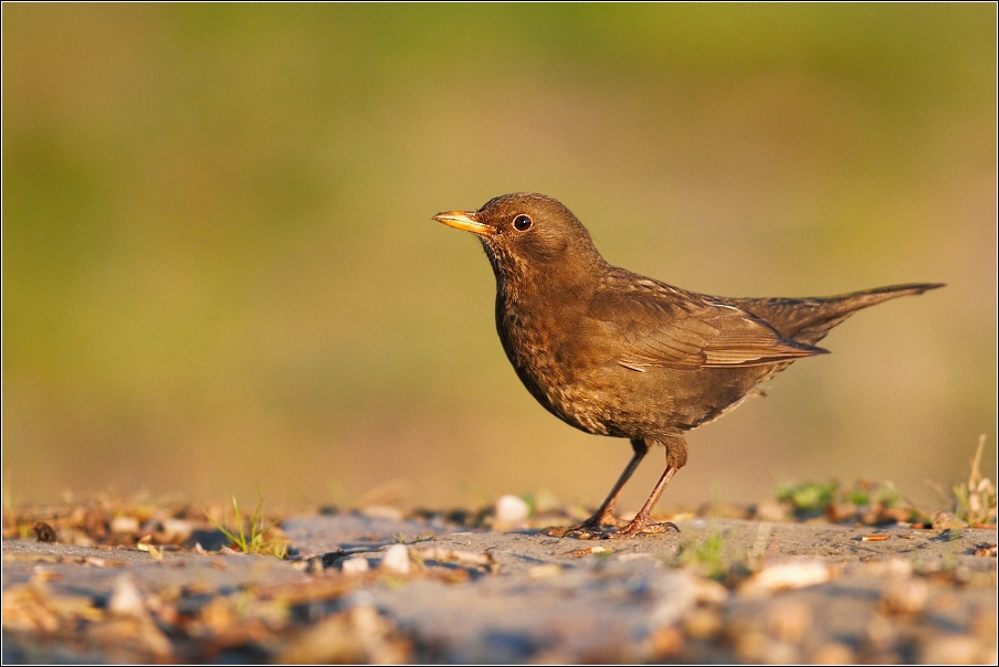 Kos černý  ( Turdus merura )