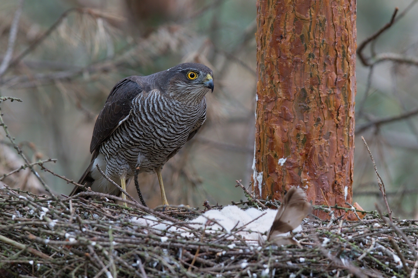 Krahujec obecný  ( Accipiter nisus )