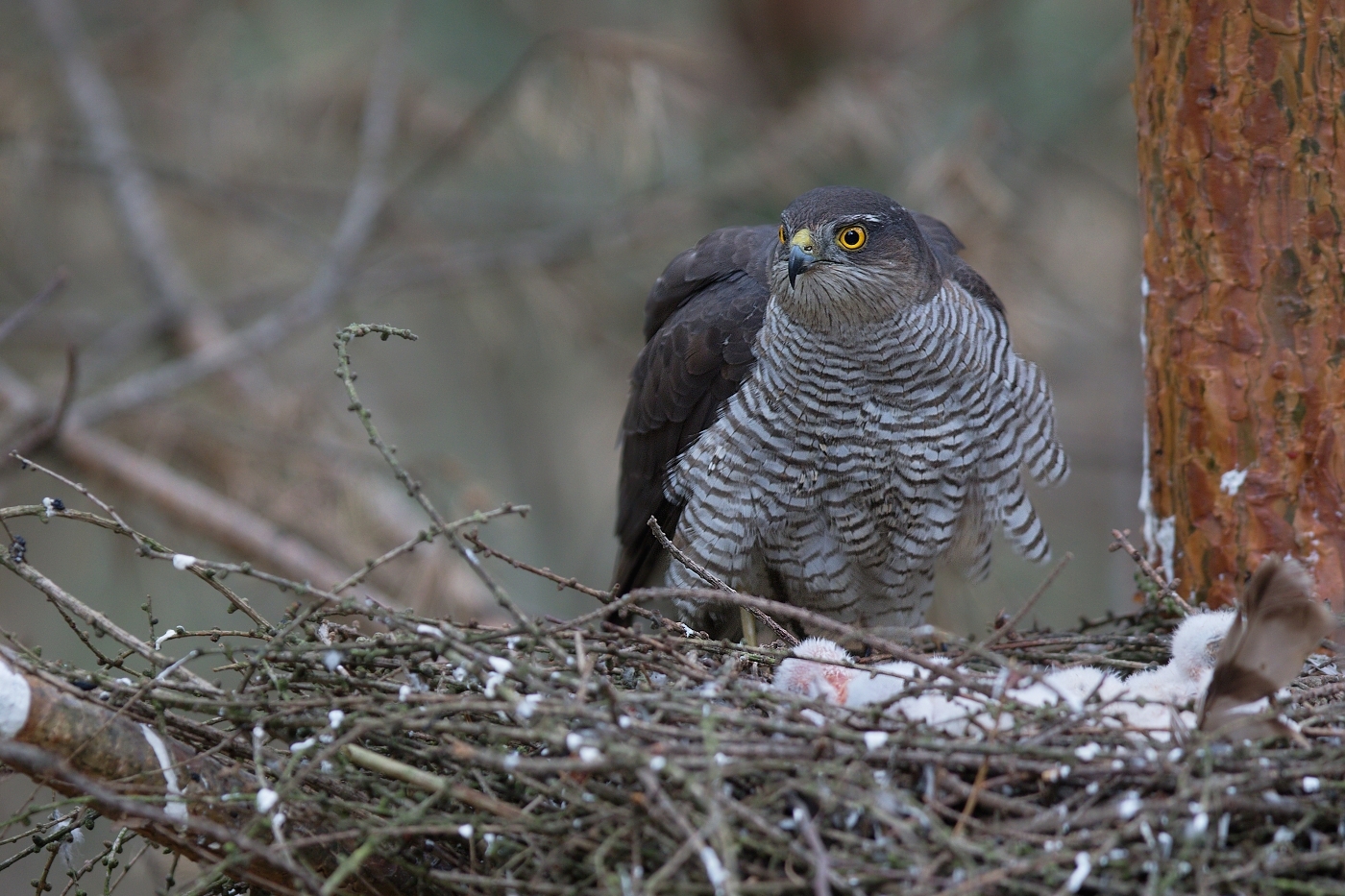 Krahujec obecný  ( Accipiter nisus )