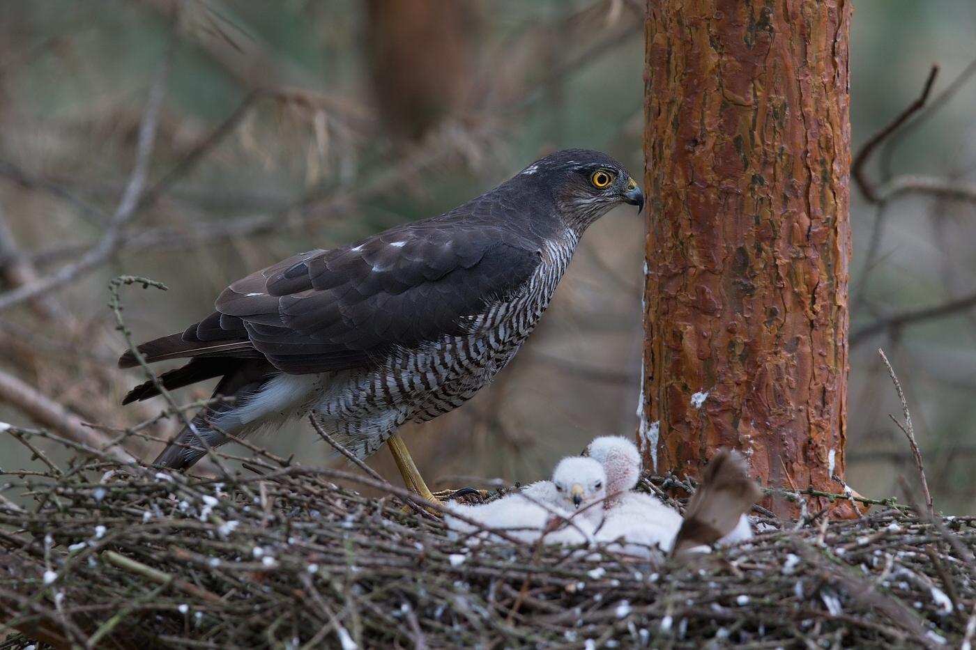 Krahujec obecný  ( Accipiter nisus )