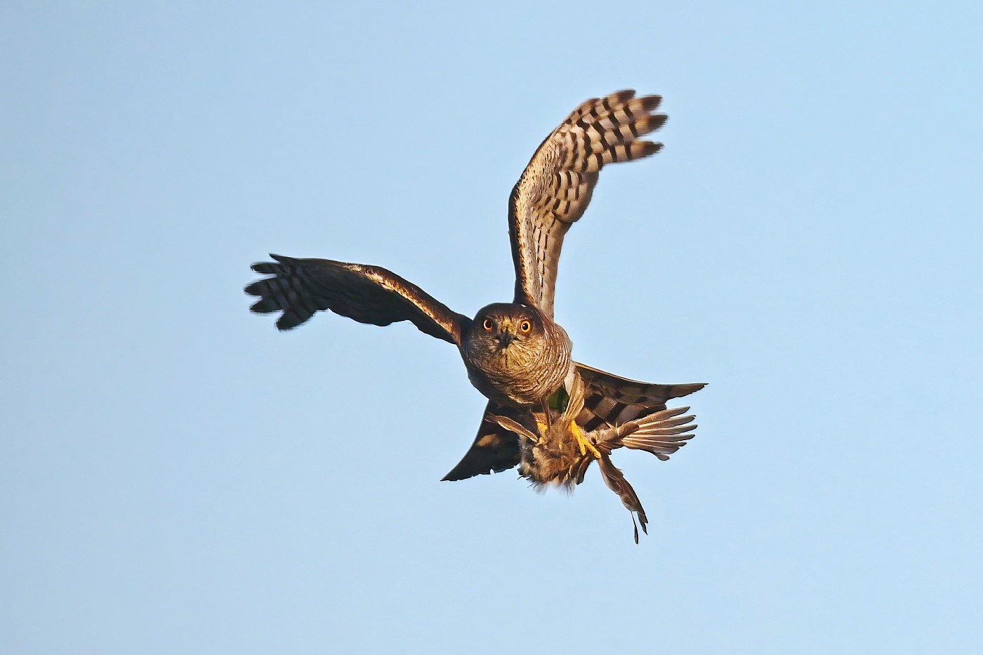 Krahujec obecný  ( Accipiter nisus )