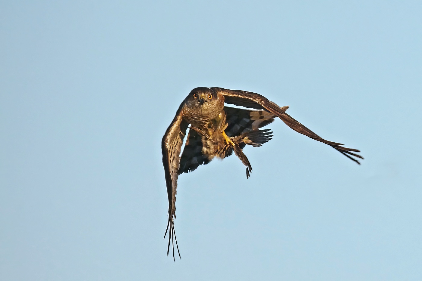 Krahujec obecný  ( Accipiter nisus )