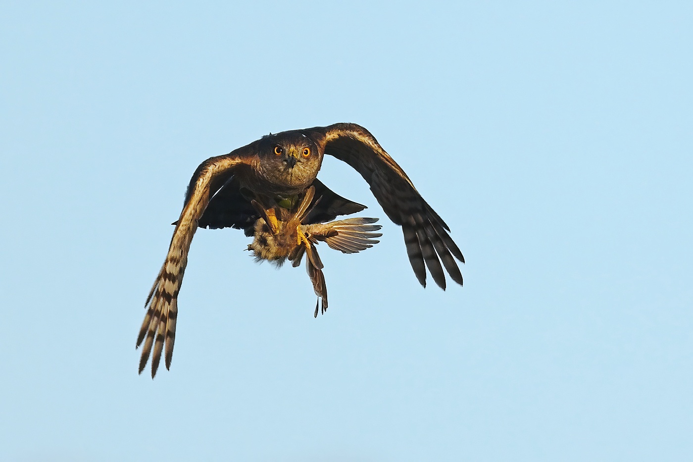 Krahujec obecný  ( Accipiter nisus )