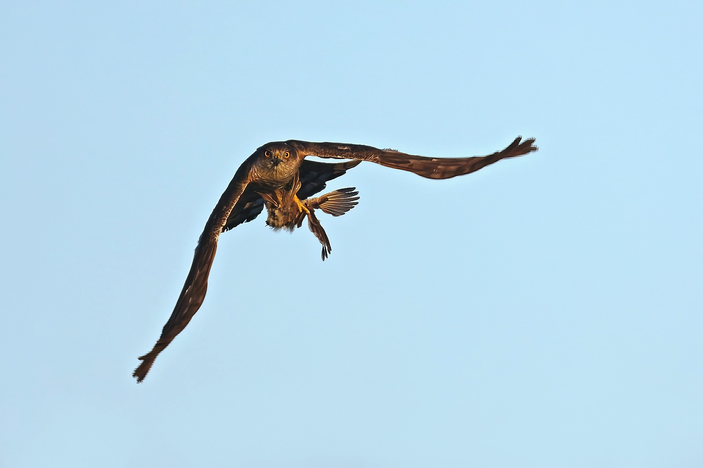 Krahujec obecný  ( Accipiter nisus )