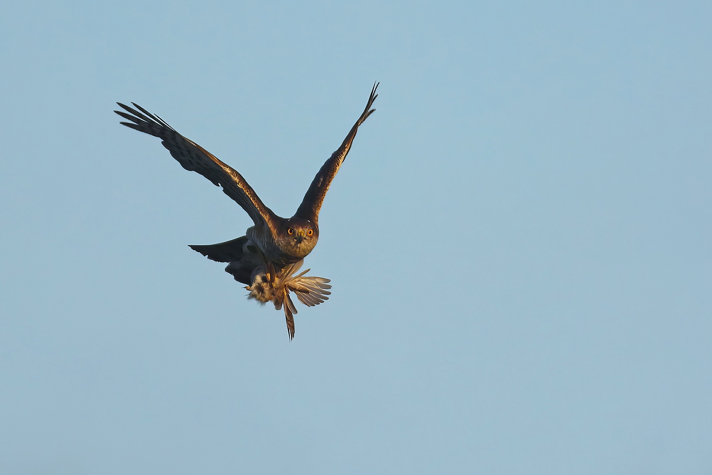 Krahujec obecný  ( Accipiter nisus )