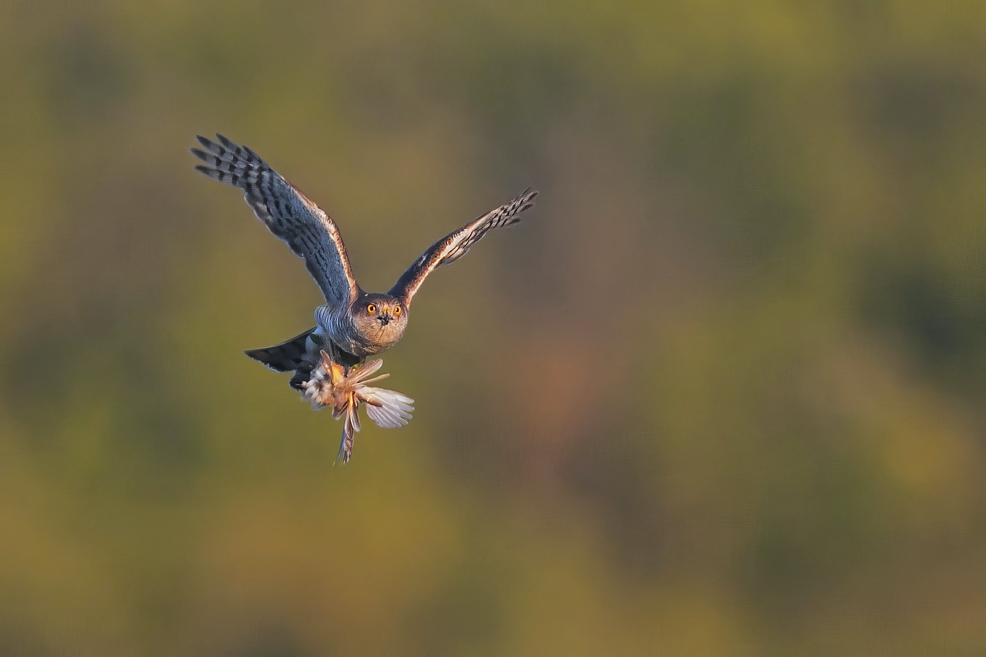 Krahujec obecný  ( Accipiter nisus )