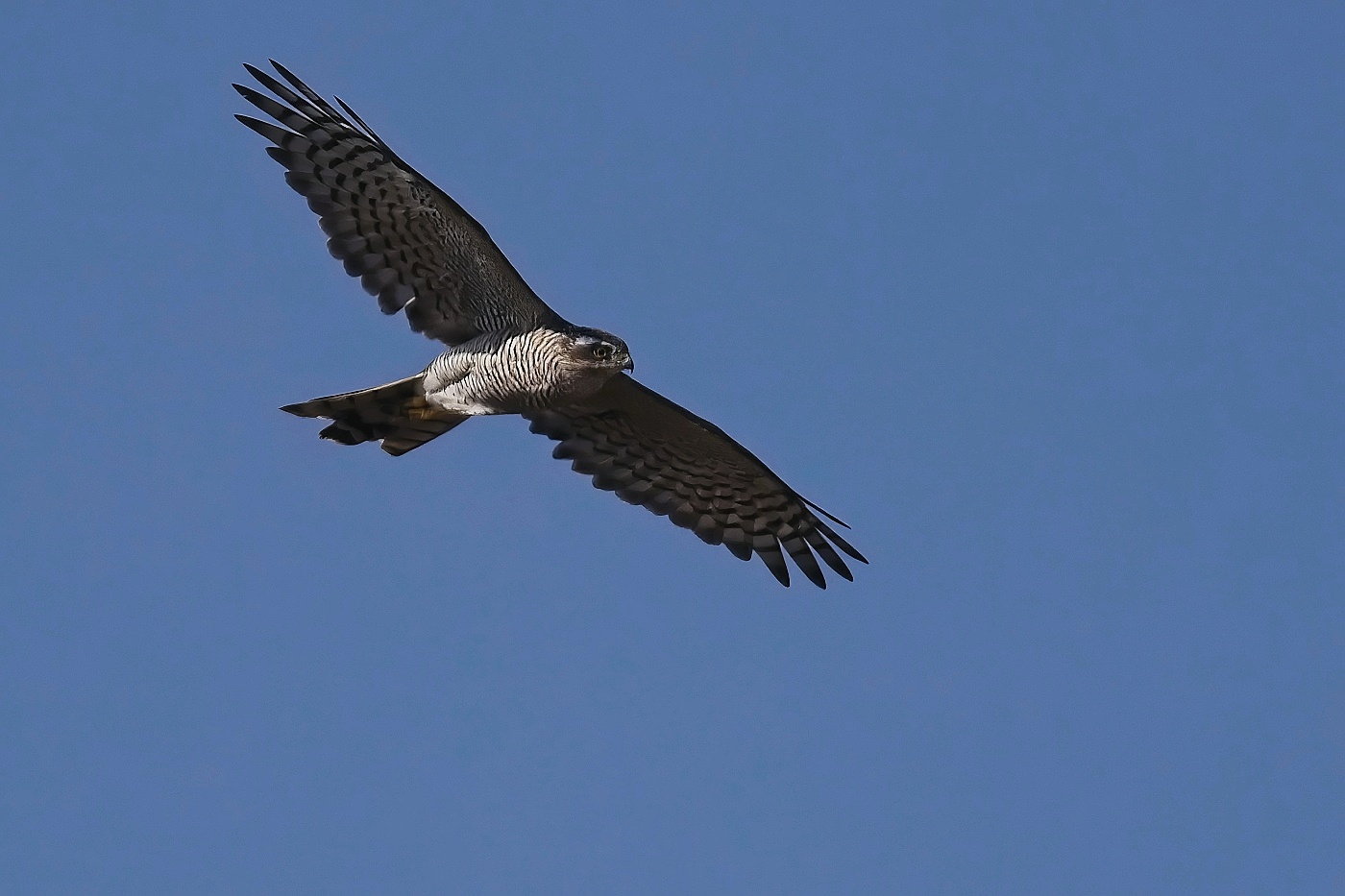 Krahujec obecný  ( Accipiter nisus )