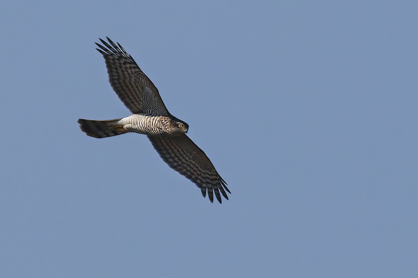 Krahujec obecný  ( Accipiter nisus )