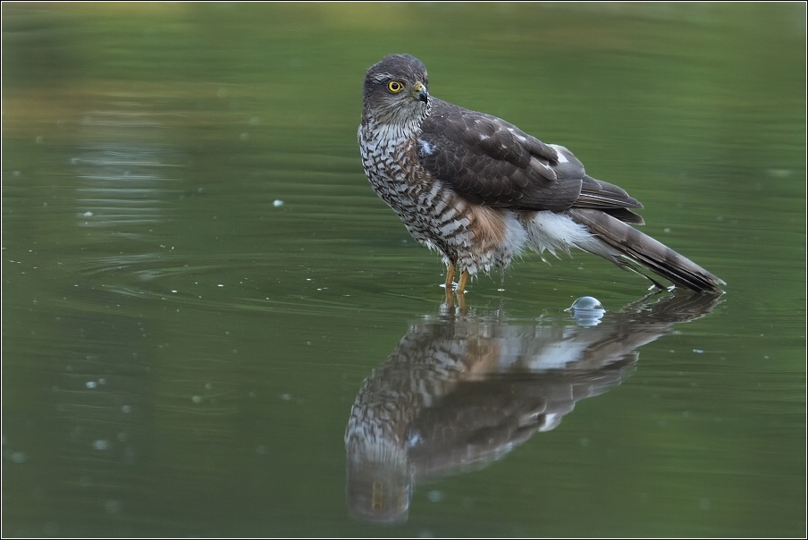 Krahujec obecný  ( Accipiter nisus )